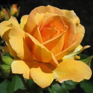 Meet your Posher, Khirsten